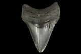 Serrated, Fossil Megalodon Tooth - Georgia #114617-1